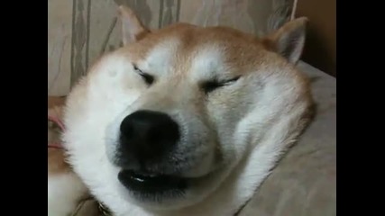 Смешно спящо и хъркащо куче