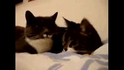 Много яки котки
