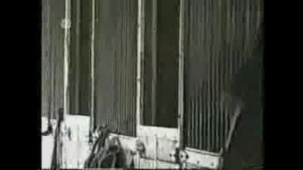 Забавни Животни