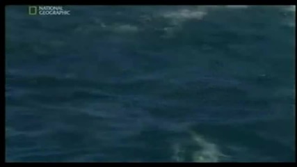 Dolphin army part 1 ( Делфинска армия част 1)