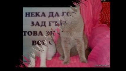 Яки Снимки