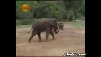 Elephant Playing Soccer