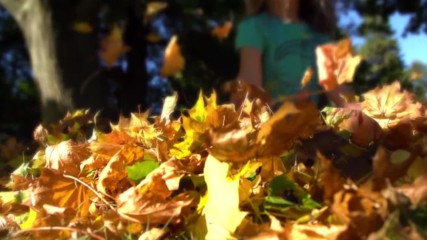 Beachfront B-roll Pile of Leaves Free to Use Hd Stock Video Footage