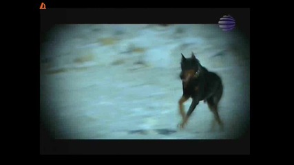 Азис И Глория - Прави Любов , А Не Война