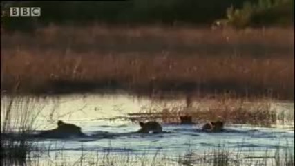 Lion Cubs Swim Away From Danger ! 