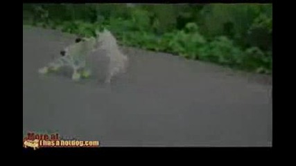 На това му се казва куче майка