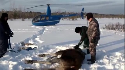 Руснаци спасяват лос от ледената вода!