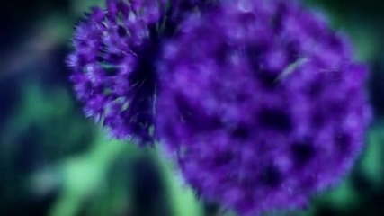 Bt - Our Dark Garden