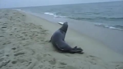 Тюлен краде риба по брега !