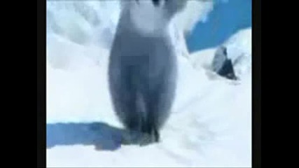 pinguin kolbasti (smqh do dupka)