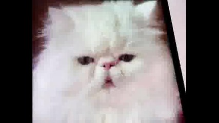 Animals.wmv