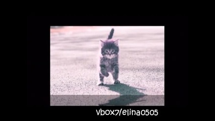sweety cats
