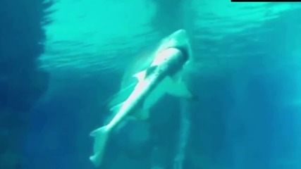 Акула изяде свой събрат в аквариума в Сеул