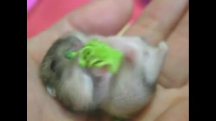 Baby hamster eating broccoli