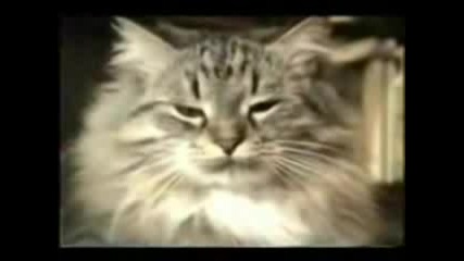 Смешни Котки (част 4)