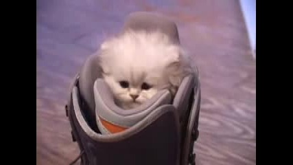 little kitty big meow