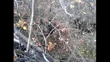 Video-0001 лов на дива свиня