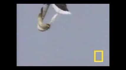 Eagle Vs. Sea Snake - Орел срещу водна змия