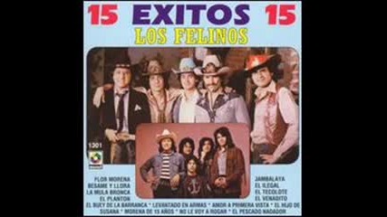 Los Felinos - Jambalaya