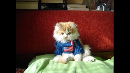 Пъни - най - сладкото коте 03.2010
