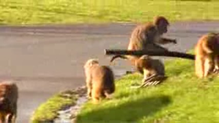 Внимание Опасност от поява на маймуни.flv