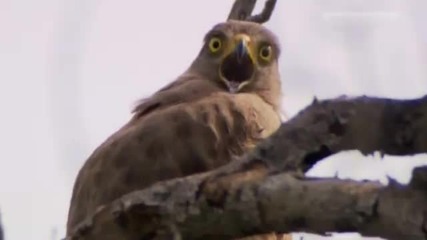 Dramatic Eagle