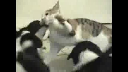 Смшно - The Matrix Cat