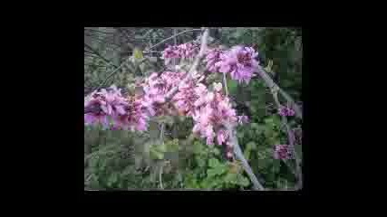 cvethica3.mp4