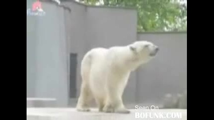 Полярна Мечка Танцува