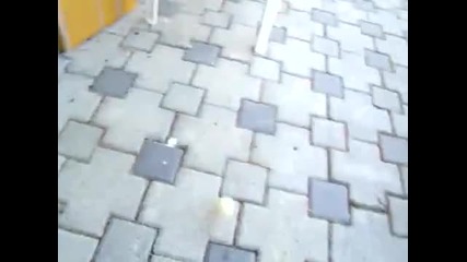 Гарван домашен любимец