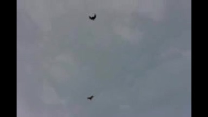 николаевски гълъби~1