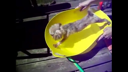 Определено не иска да се къпе ( Смях )