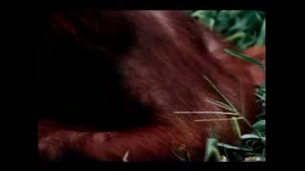 Животни Правят Секс(mix Video)