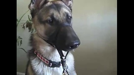 Немска овчарка не обича да и чистят зъбите Смях