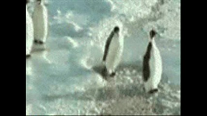 Penguin