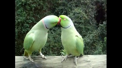 Папагалчета си говорят - много интересно !