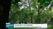 Изгнило дърво рухна на метри от деца и родители в централния парк в Пловдив