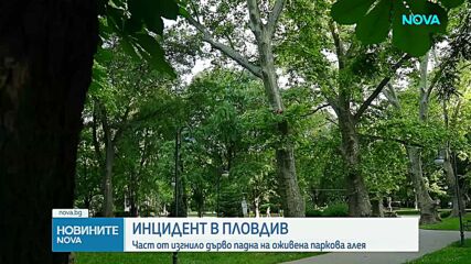 Изгнило дърво рухна на метри от деца и родители в централния парк в Пловдив
