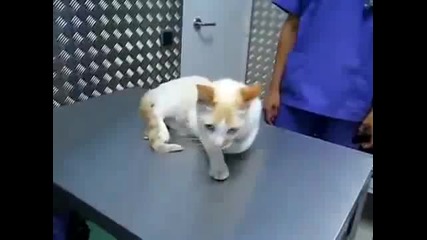 Ветеринар Успокоява Котка