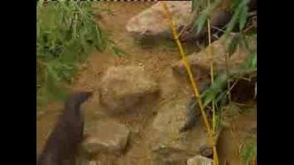 Otter Sight