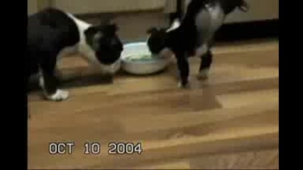 Кученце прави салто докато се храни