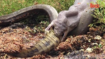 Caught On Camera- Snake Devours Crocodile After 5 Hour Battle