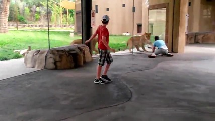 Мъж се забавлява с лъвове в зоопарк