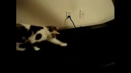 Фитнес котараци