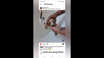 Demi new dog Pickle dog number 3