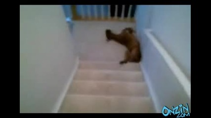 Това куче го мързи да слиза по стълбите
