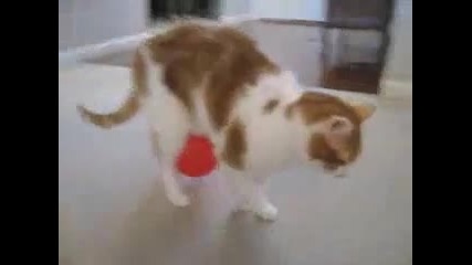 наелектрезирана котка- смях