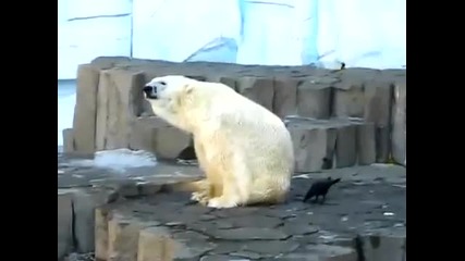 Гарван се закача с бяла мечка