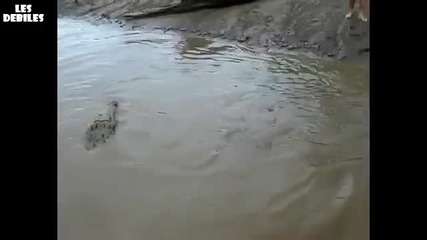 Пич си играе с крокодил