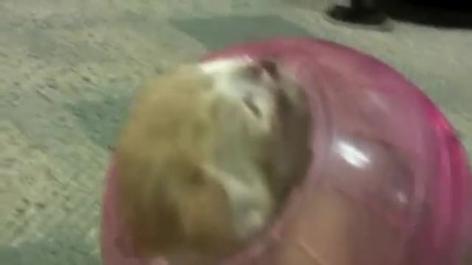 Kitten in Hamster Ball stuck in the middle